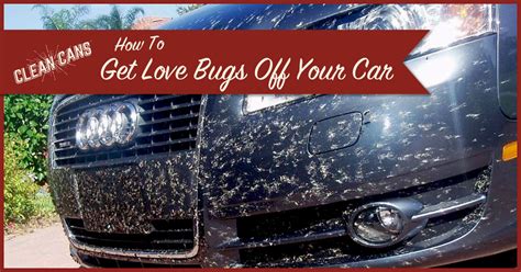 How to Get Love Bugs Off Car: A Symphony of Chaos and Order